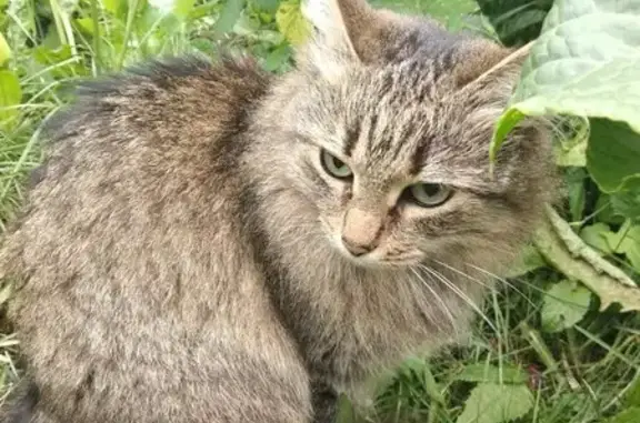Пропала кошка, Усадское поселение, Татарстан