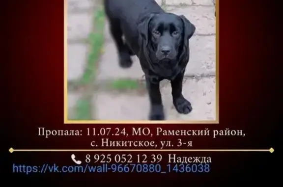 Пропала собака в Никитском, МО