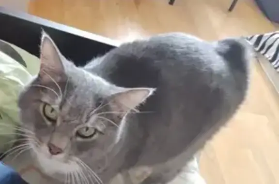 Кошки потеряшки, Санкт-Петербург, фото: Потеряшка кошка Филя, Ср. проспект В.О., СПб