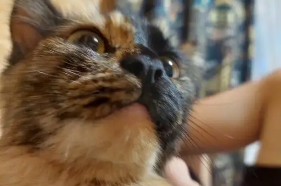 Кошки потеряшки, , фото: Потеряшка кошка, 46Н-01029, Сафоново