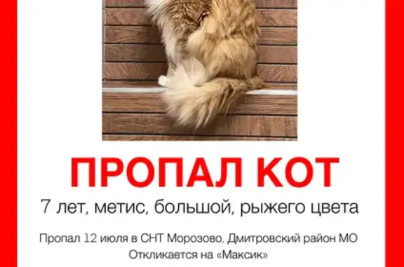 Пропала рыжая кошка, Морозово, МО