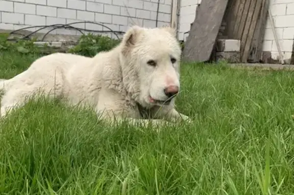 Пропала собака на Баки Урманче, 100, Казань