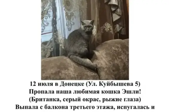 Пропала кошка, ул. Куйбышева 5, Донецк