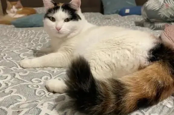 Объявления о пропавших и найденных животных, Бугачёво, фото: Пропала кошка в Бугачёво, Красноярский край