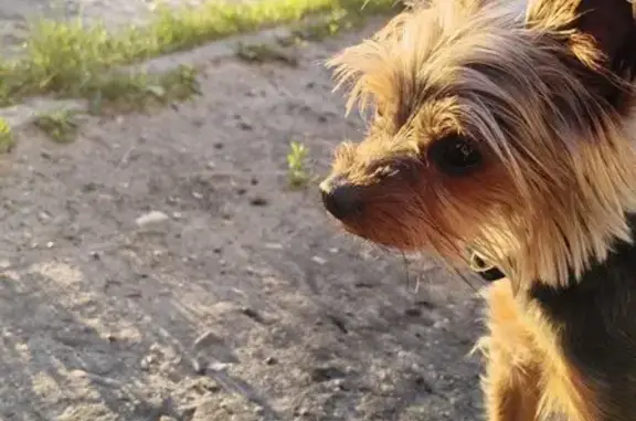 Пропала собака в посёлке Силикатный, Навашино