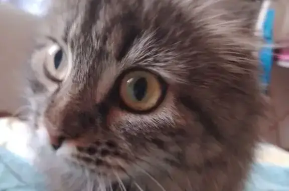 Кошки потеряшки, , фото: Потеряшка кошка, ул. Мира 6, Пионерский