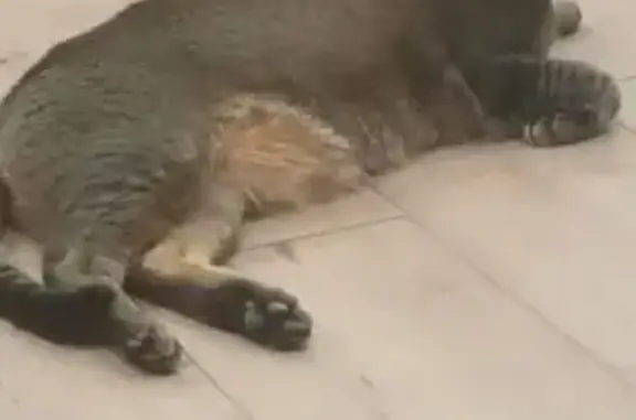 Пропала кошка на Крымской улице, Строитель