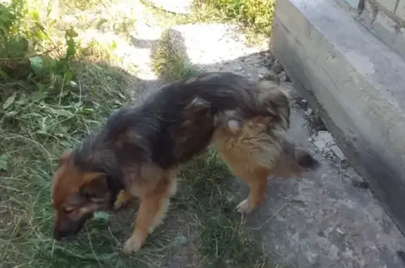 Найдена собака, , фото: Найдена собака, Рязанское шоссе, Придонье