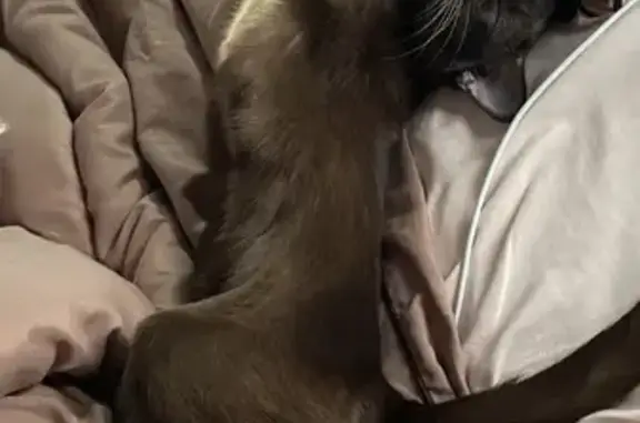 Кошки потеряшки, Санкт-Петербург, фото: Потеряшка кошка в Зеленогорске, СПб