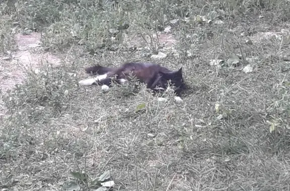 Найдена кошка, Сходненская ул., Москва