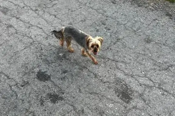 Пропала собака, Бородинская 14, Новосибирск