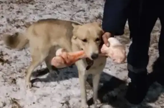 Собаки потеряшки, , фото: Потеряшка собака на Затонской улице, 44/2