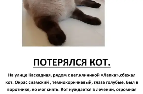 Пропала кошка у вет.клиники, 2-я Каскадная, 57А
