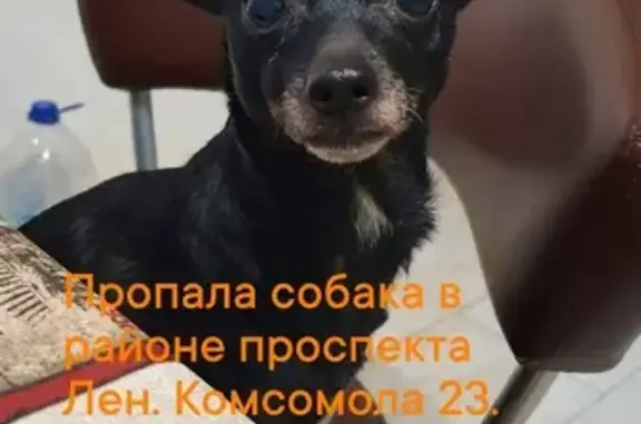 Пропала собака, пр. Ленинского Комсомола, 23
