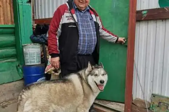 Пропала собака, 50 лет Октября, Тюмень