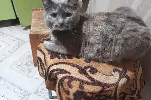 Потерянные животные Сигаево, фото: Пропала кошка, Трудовая ул., Сигаево