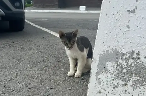 Найдена кошка, Уфа, Российская 22