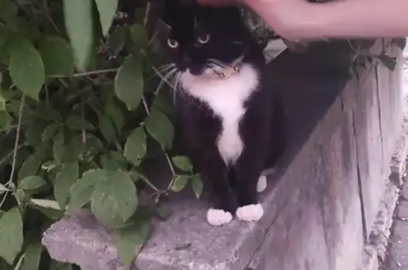 Найдена кошка, Гаванская улица, 16