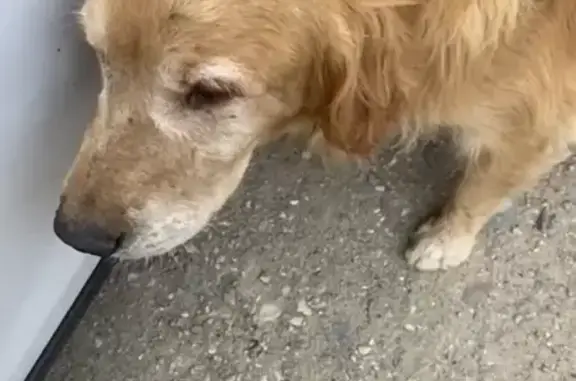 Пропала собака, ул. Атарбекова, 21, Краснодар