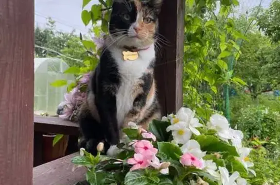 Кошки потеряшки, Мшинское, фото: Потеряшка кошка, Средний пр., Мшинское сп.