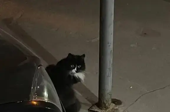Найдена кошка на Кантемировской, Москва