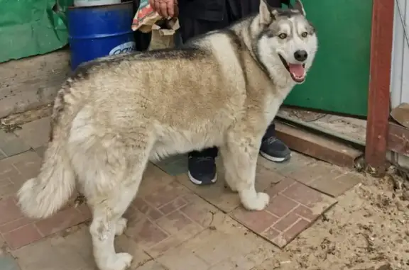 Пропала собака на Ижевской, Тюмень