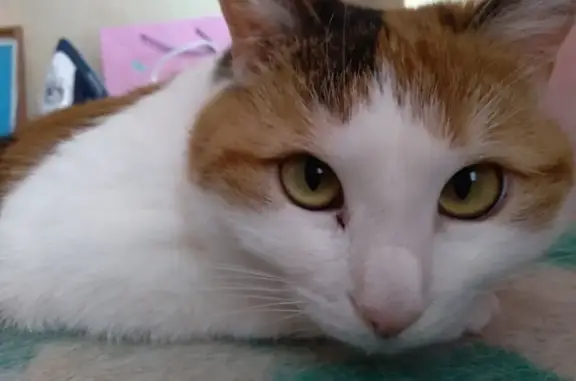 Кошки потеряшки, , фото: Потеряшка кошка на ул. Удмуртская, Ижевск