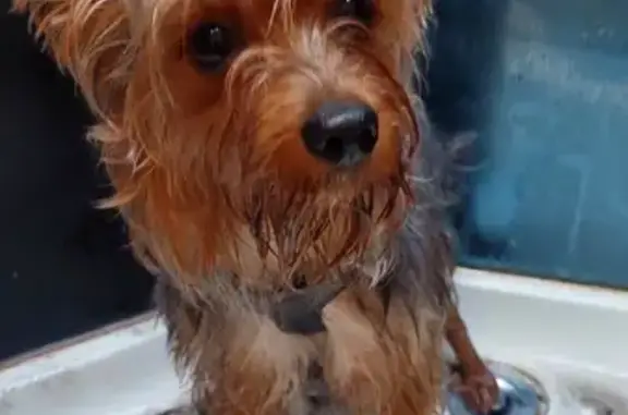 Найдена собака, Старое Михайловское, фото: Йокширский терьер найден в Старом Михайловском