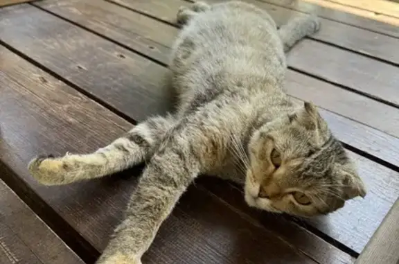 Найдена кошка, Будовское, фото: Найдена кошка, Будовское, Тверская область