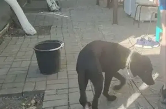 Пропала собака на ул. Савченко, 13, Донецк