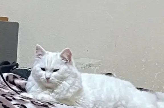 Пропала белая кошка, Эльбрусская 2, Кисловодск