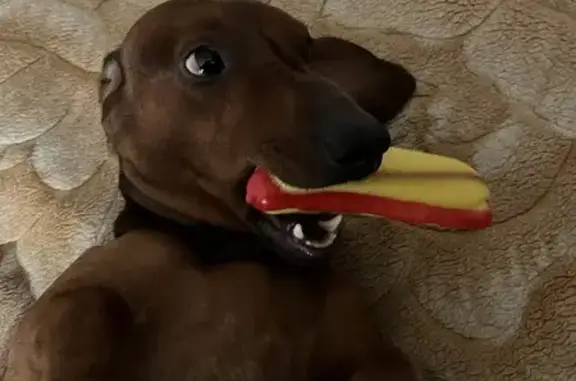 Собаки потеряшки, Пенза, фото: Потеряшка собака, 2-й Севастопольский пр., 13