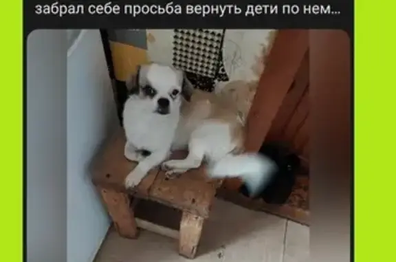 Пропала собака, ул. Терешкова, 19, Калининск