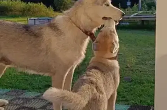 Найдена собака, Московская область, фото: Найдены две лайки в районе Таболово, МО