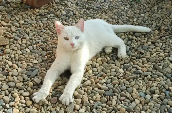Пропал белый кот, ул. Красноармейская, 60