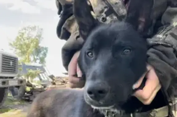 Собаки потеряшки, Нижний Каракитан, фото: Потеряшка собака в Нижнем Каракитане, Татарстан