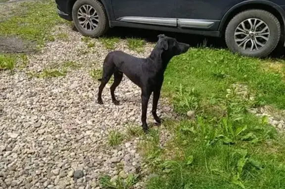 Найдена собака, ул. Николаева, 21А, Смоленск