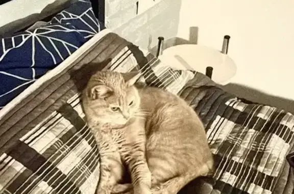 Кошки потеряшки, Петровское, фото: Потеряшка кошка, Невское, 46Н-00574