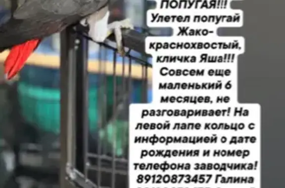 Объявления о пропавших и найденных животных, , фото: Пропал попугай Жако! Пыть-Ях, Югра. 89120873457