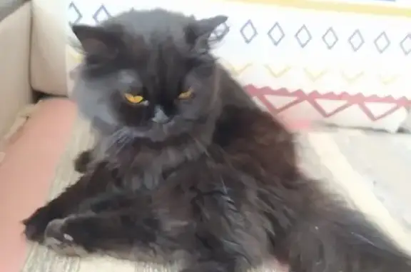 Кошки потеряшки, Смоленск, фото: Потеряшка кошка, ул. Нормандия-Неман, 29