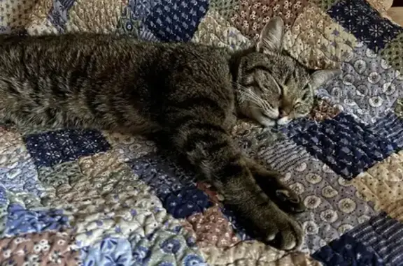 Найдена кошка, ул. Сухэ-Батора, 21, Барнаул