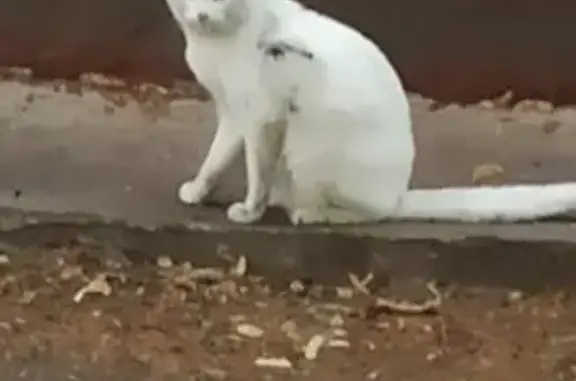 Найден белый кот, Перово, 1-я Владимирская, 25 к1