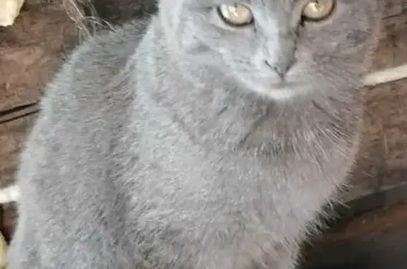 Кошки потеряшки, Марковское, фото: Потеряшка кошка, Марковское поселение