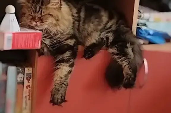 Пропала кошка в СНТ Листопад, Лоскутово