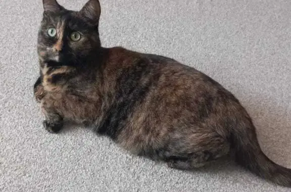 Кошки потеряшки, Шошка, фото: Потеряшка кошка, Центральная ул., Шошка