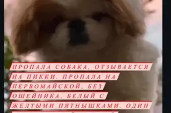 Пропала собака на Шейха Али Митаева, Грозный