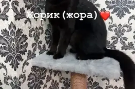 Пропала черная кошка, Алферовский пер. 18