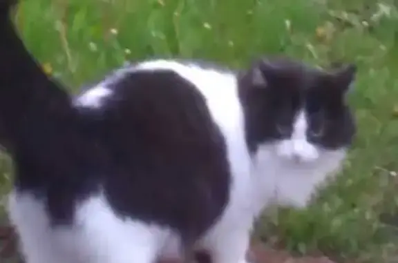 Пропала кошка в СНТ Шомырт, Осоргино