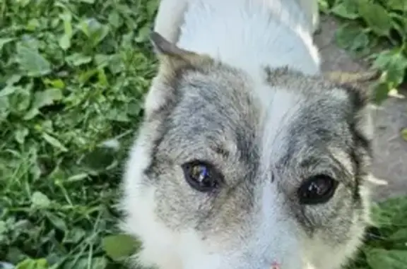 Найдена собака в Село Совхоз 