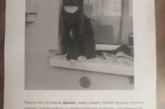 Пропала кошка, Новосёловский пер., 9, Курск